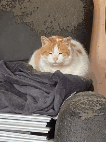 an orange and white cat is sleeping on a chair