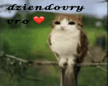 a cat is sitting on a tree branch with a red heart in the background and the words dziendobry vro