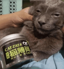 a person is petting a cat next to a jar that says cat zaza on it