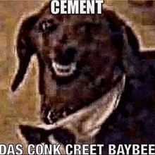 a picture of a dog with a caption that says `` cement das conk creet baybee ''