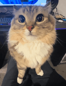 a fluffy cat sitting on a person 's lap with a computer in the background