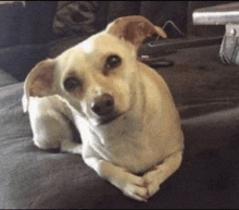 a small dog laying on a couch with its paws crossed