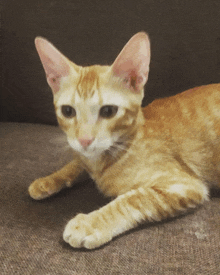 a close up of a cat laying down on a couch