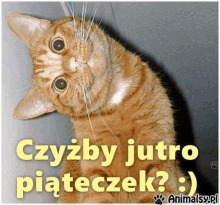 a picture of a cat with the words czyzby jutro piateczek written below it