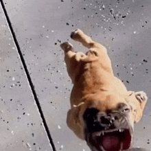 a dog is laying on its back on a concrete surface .