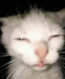 a close up of a white cat 's face with its eyes closed and its mouth open .