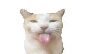 a brown and white cat sticking its tongue out .