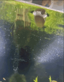 a fish is swimming in a tank with a lot of algae