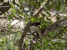 a squirrel is hanging from a tree branch