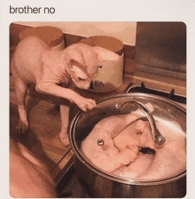 a hairless cat reaches into a pot of chicken with the words brother no written below it