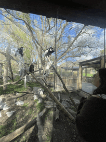 a woman looking out a window at monkeys in a tree