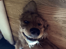 a close up of a dog 's face with a wooden background