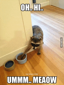 a raccoon is reaching into a bowl of food with the caption oh hi ummm meow