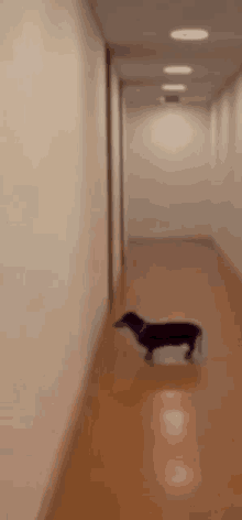 a dachshund is walking down a hallway alone