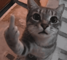 a cat is giving the middle finger and looking up