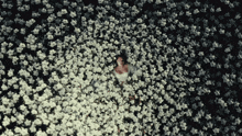 a woman in a white dress laying in a field of white flowers