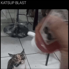 a cat is looking at a person holding a ketchup bottle in front of it