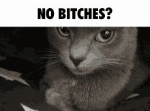 a picture of a cat with the words no bitches above it