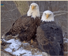 two bald eagles sitting next to each other with kbs written on the bottom left