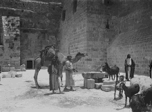 a black and white photo of a man standing next to a camel and a donkey