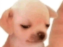 a small white dog is sitting next to a person 's arm and looking at the camera .