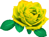 a yellow rose with green leaves is against a white background