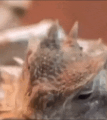 a close up of a lizard 's head with horns .