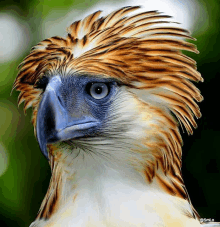 a close up of a bird with a blue beak taken by @gmile