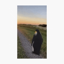 a penguin is walking down a dirt road in the grass .