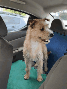 a small brown and white dog standing in the back seat of a car