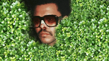 a man wearing sunglasses and a mustache is surrounded by green plants