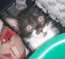 a black and white cat is looking at the camera while sitting next to a pair of shoes