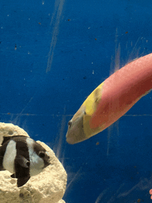 a black and white fish swimming next to a pink and yellow fish