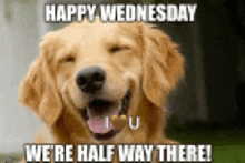 a picture of a dog with the caption happy wednesday we 're half way there .