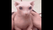 a person is holding a hairless cat with big eyes in their arms .