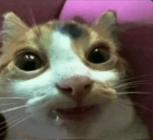 a close up of a cat making a funny face .