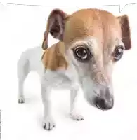 a small brown and white dog looking at the camera on a white background