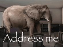 an elephant is standing in a room with the words address me written on it