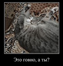 a picture of a cat laying on its back with the caption " это гово , а ты ? "