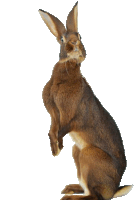 a brown rabbit standing up on its hind legs