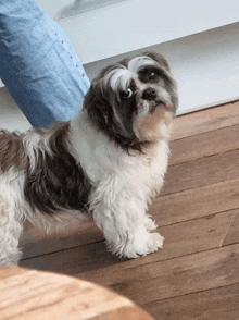 a small brown and white dog standing on a wood floor