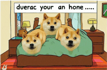 a cartoon of three dogs laying on a bed with the words " duerac your an hone " above them