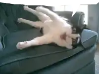 a black and white cat laying upside down on a blue couch