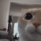 a close up of a cat looking at the camera in a living room .