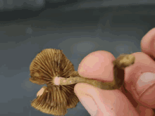 a person is holding a mushroom in their finger