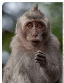 a close up of a monkey sitting on a rock .