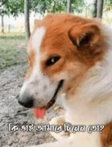 a brown and white dog is sticking its tongue out and looking at the camera .