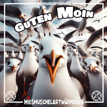 a bunch of seagulls with the words guten moin on the top