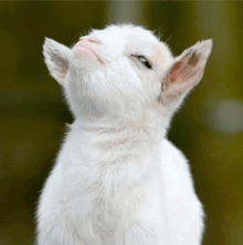 a baby goat looks up at the sky with its eyes closed