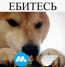 a picture of a dog with a blue circle that says ' ebitesc ' on it